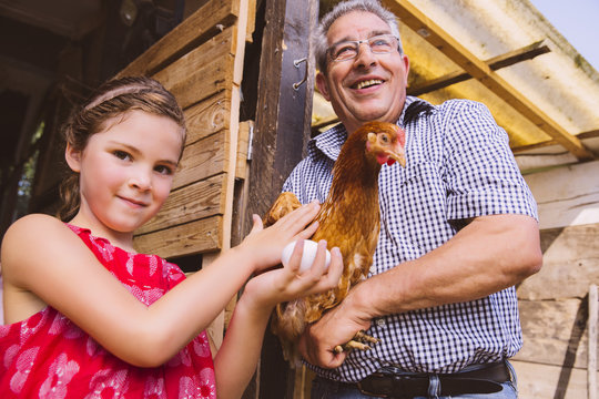 Germany, Northrhine Westphalia, Bornheim, Girl petting chicken with grand parents