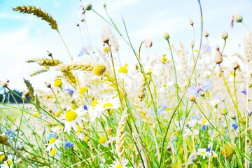 Fototapety  Polne kwiaty - pole zboża z kwiatami