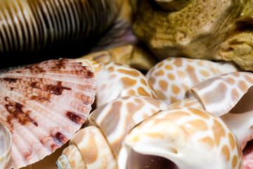 Seashell Background Macro