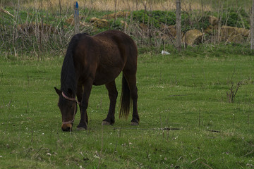 Horse grazing on the outskirts of the village