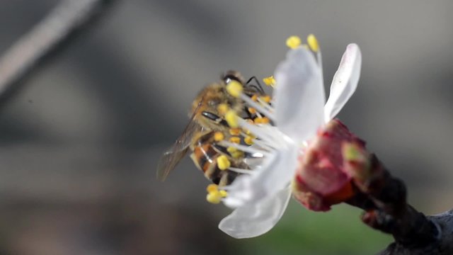 A bee on flowers collecting the nectar