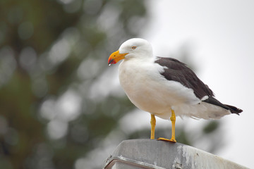 Dickschnabelmöwe (Larus pacificus)