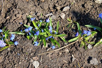 Blue snowdrops 