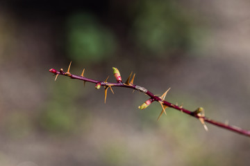 branch bush