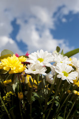 Obraz premium anniversary, field of flowers in spring with cloudy sky backgrou