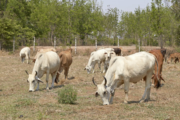 Obraz na płótnie Canvas Herd of cows , thailand