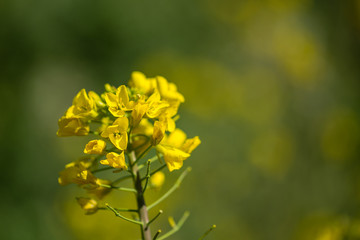 Cabbage flower