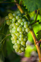 Grapes growing in vineyard