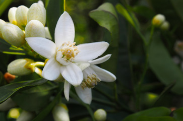 Valencian orange and orange blossoms