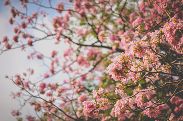 Spring cherry blossom blur background vintage style