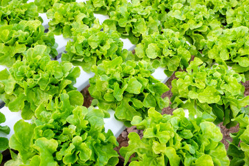 Fresh green oak lettuce growing with hydroponic method in greenhouse