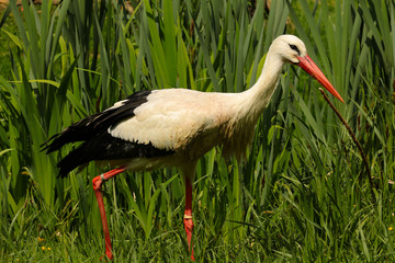 Weißstorch ( Ciconia ciconia )