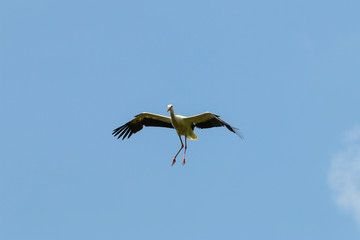 Weißstorch ( Ciconia ciconia )
