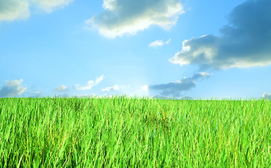 the sky and grass background 3D render 