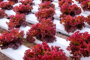 Fototapeta na wymiar Fresh red coral lettuce growing with hydroponic method in greenhouse