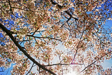 Sakura tree flowers  on blue sky