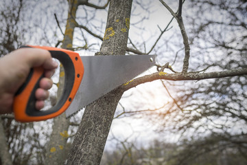 Naklejka premium Man cuts tree branches sawing. 