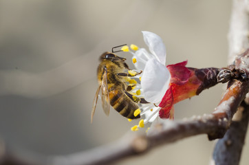 Bee on flower