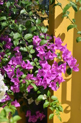 Branches of purple flowers on yellow pillar in background, sunny day