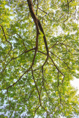 Fototapeta premium big green tree background