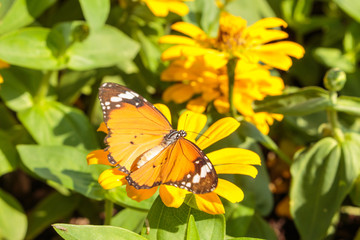 monarch butterfly with marigold flower