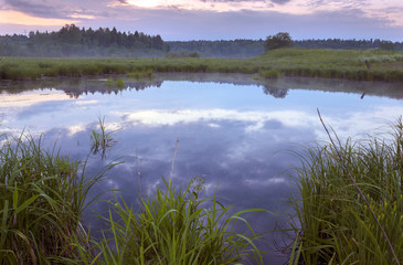 Swamp