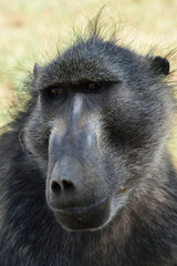 Baboon monkey portrait