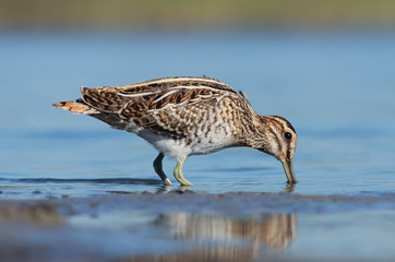 Common snipe is feeding
