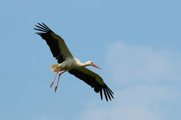Weißstorch ( Ciconia ciconia )