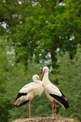 Obraz premium Weißstorch ( Ciconia ciconia )