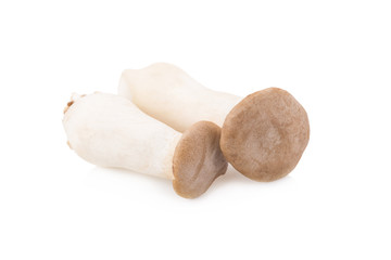 King Oyster mushroom (Eringi) on white backgroud.