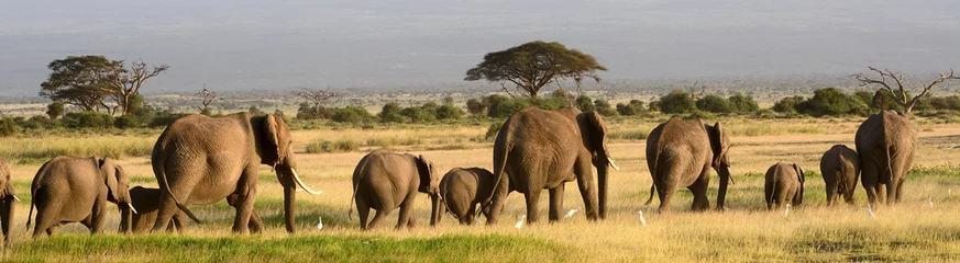 Küchenrückwand glas motiv Elefant Afrikanische Elefanten, Amboseli Nationalpark, Kenia