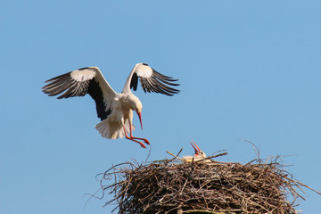 Weißstorch ( Ciconia ciconia )