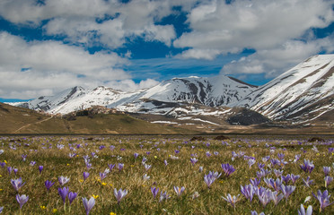 Fototapeta premium Distesa di crochi in primavera