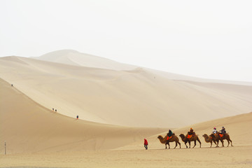 Group of tourists are riding camels in the desert at Mingshashan Dunhuang, China.