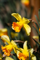 Daffodils