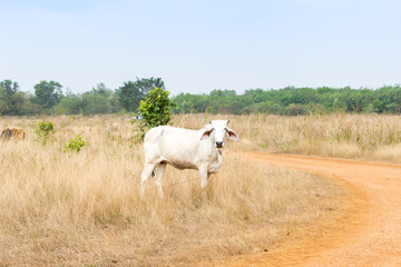 Obraz premium Ox in the field