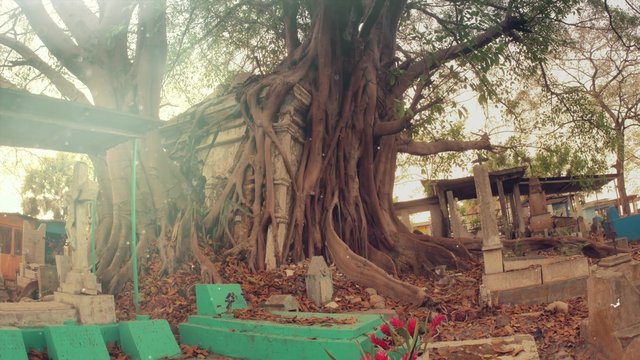 Roots of huge tree hugging an ancient tomb inside the cemetery. 4k