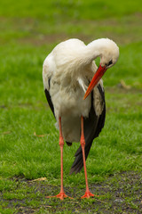 Weißstorch ( Ciconia ciconia )