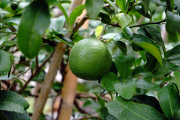 Fresh lime on tree