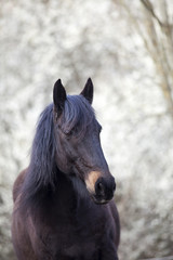 Obraz na płótnie Canvas black horse with natural white background