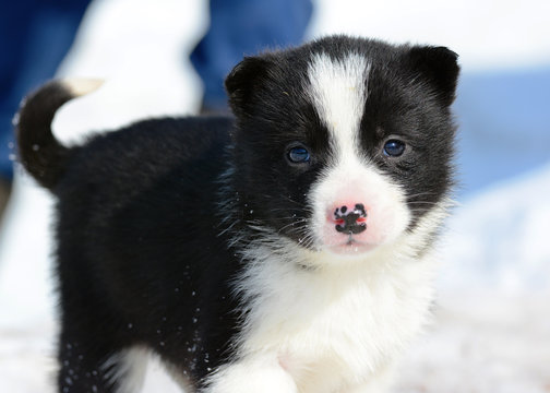  Puppy russian-european laika