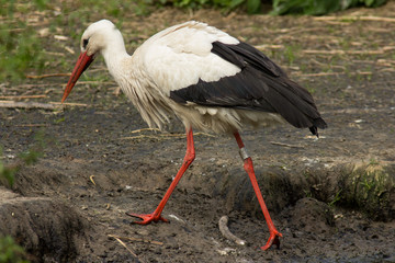 Obraz premium Weißstorch ( Ciconia ciconia )