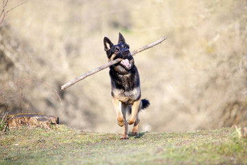 Dog play with branch and train to retrieve