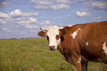 Naklejka na ściany i meble cow on meadow outside