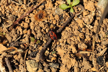 Pyrrhocoris apterus carabiniere