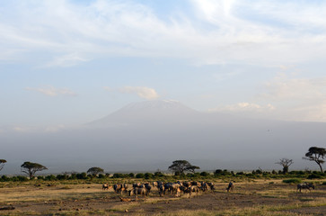 Obraz na płótnie Canvas Blue wildebeests and the Kilimanjaro, Amboseli National Park, Ke