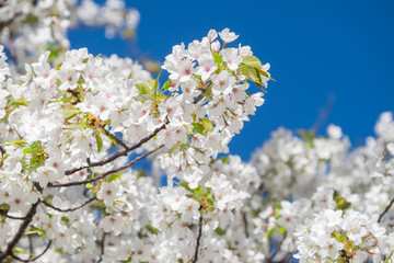 Sakura Flower Cherry Blossom/ Sakura Flower, Cherry Blossom, Japanese Flower