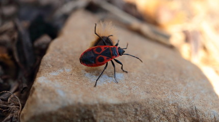 Pyrrhocoris apterus carabiniere