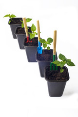 cultivation  young pepper